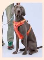 Adjustable Comfort Safety Dog Harness