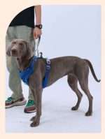 Adjustable Comfort Safety Dog Harness