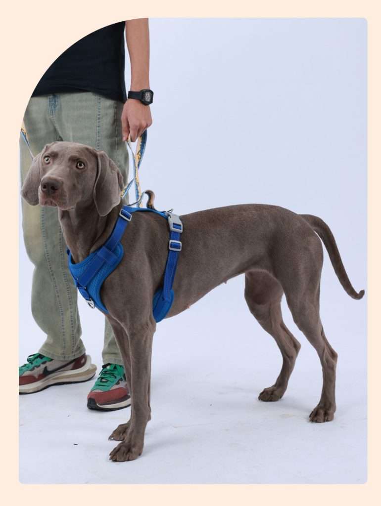 Adjustable Comfort Safety Dog Harness