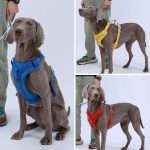 Adjustable Comfort Safety Dog Harness