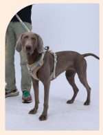 Adjustable Comfort Safety Dog Harness
