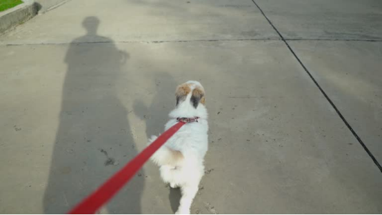 Small dog wears a reflective dog harness on an early morning walk, boosting visibility in low light for safety
