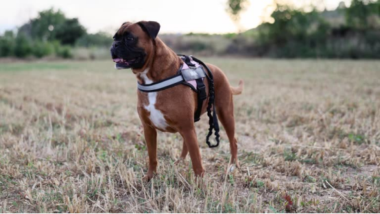 Brown Boxer dog wearing a gentle dog harness (designed for sensitive skin) standing in a grassy field.