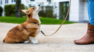 This corgi’s dog harness uses 1680D nylon. It follows strength science to resist chewing.