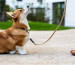 This corgi’s dog harness uses 1680D nylon. It follows strength science to resist chewing.