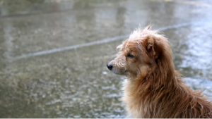 Wet dog after a hike (the scenario where mesh-padded dog harnesses address dryness issues post wet outdoor activities)