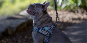 This dog harness relies on its sturdy metal D-ring for the safety secret that keeps pets secure during walks.