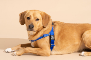 A golden retriever lying calmly while wearing a blue no pull dog harness, showcasing its comfortable, secure fit.